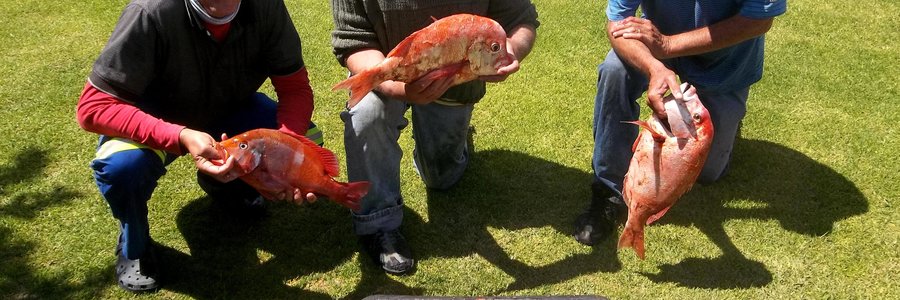 Dis ds Dirk van Dyk (middel) en regs van hom, George Rowan en ook Jean Downing wat kan spog met die goeie vangs, Vrydag, en hulle was nie eens baie ver van Kleinbaai-hawe nie. Wys jou waartoe ‘n boot in staat is!